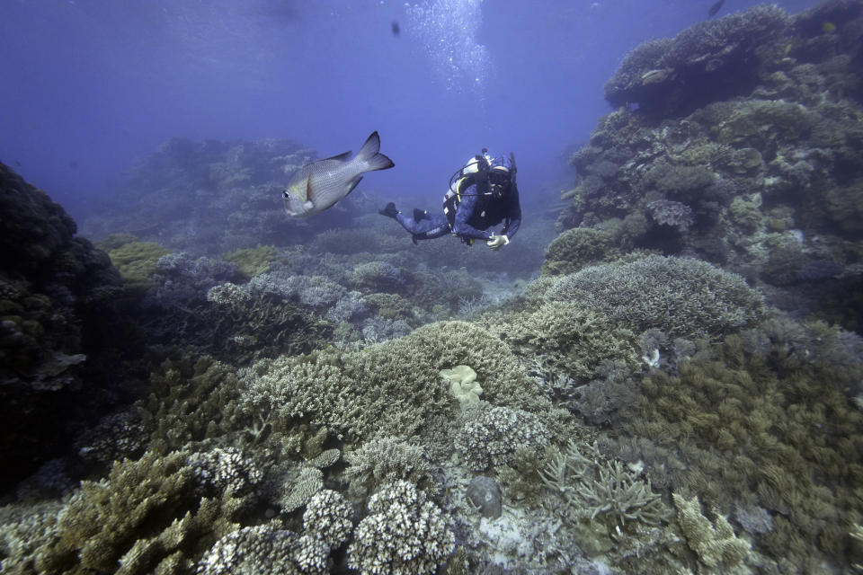 Tarquin Singleton, cultural officer for the Reef Cooperative, swims past a massive coral on Moore Reef in Gunggandji Sea Country off coast of Queensland in eastern Australia on Nov. 13, 2022. Multiple members of the Yirrganydji and Gunggandji communities are working as guides, sea rangers and researchers on reef protection and restoration projects. (AP Photo/Sam McNeil)