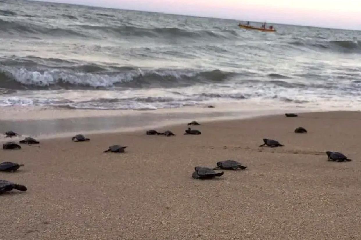 97 Hawksbill sea turtles hatched in Paulista, Brazil, last Sunday: Paulista City Hall