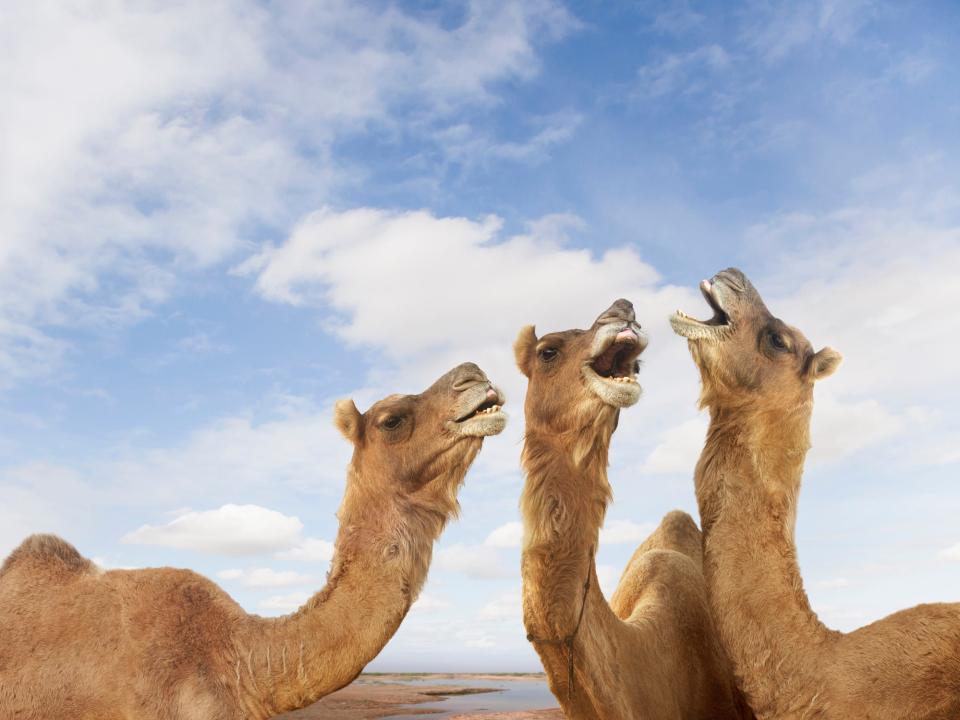 Camels