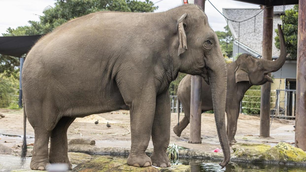 World Elephant Day Taronga Zoo