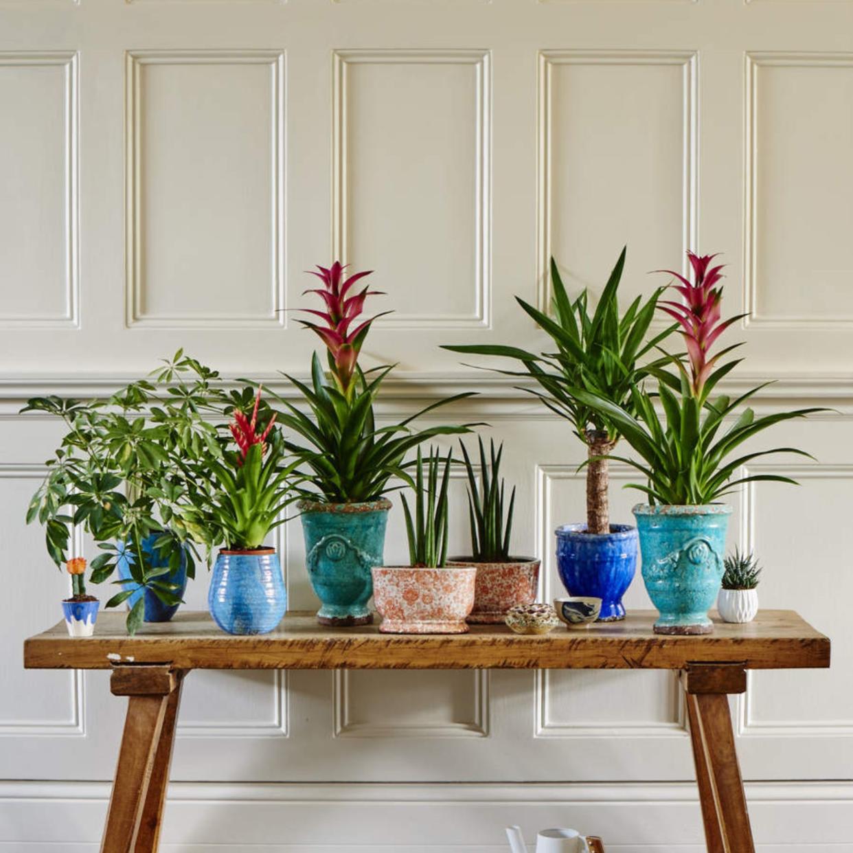  Displaying houseplants on a wooden bench. 