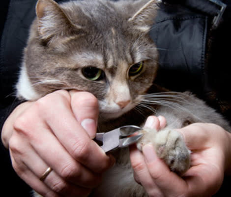 6 Tips and Tricks for Effective Cat Claw Maintenance | Paw CBD