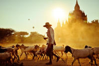 Merit Winner: More than 2,000 Buddhist temples and pagados fill the plains of Bagan. Once the capital of the Pagan Empire, farmers now raise their livestock within the centuries old complex. The best way to see Bagan, apart from a ride on a hot air balloon, is by bicycle. It's easy to get off the beaten path and live out your wildest Indiana Jones fantasy. (Photo and caption by Peter DeMarco/National Geographic Traveler Photo Contest) <br> <br> <a href="http://travel.nationalgeographic.com/travel/traveler-magazine/photo-contest/2012/entries/gallery/winners/" rel="nofollow noopener" target="_blank" data-ylk="slk:Click here to see the National Geographic Traveler's Winners Gallery;elm:context_link;itc:0;sec:content-canvas" class="link ">Click here to see the National Geographic Traveler's Winners Gallery</a>