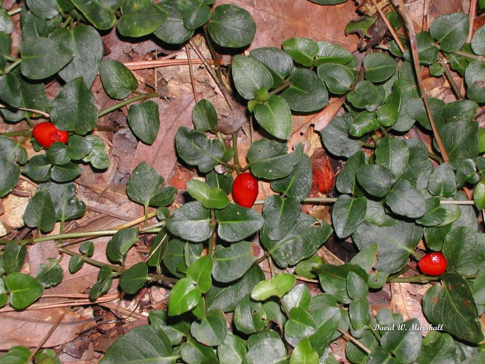 Encourage partridge berry, a native groundcover, if you’re fortunate enough to have it in shaded areas of your garden.