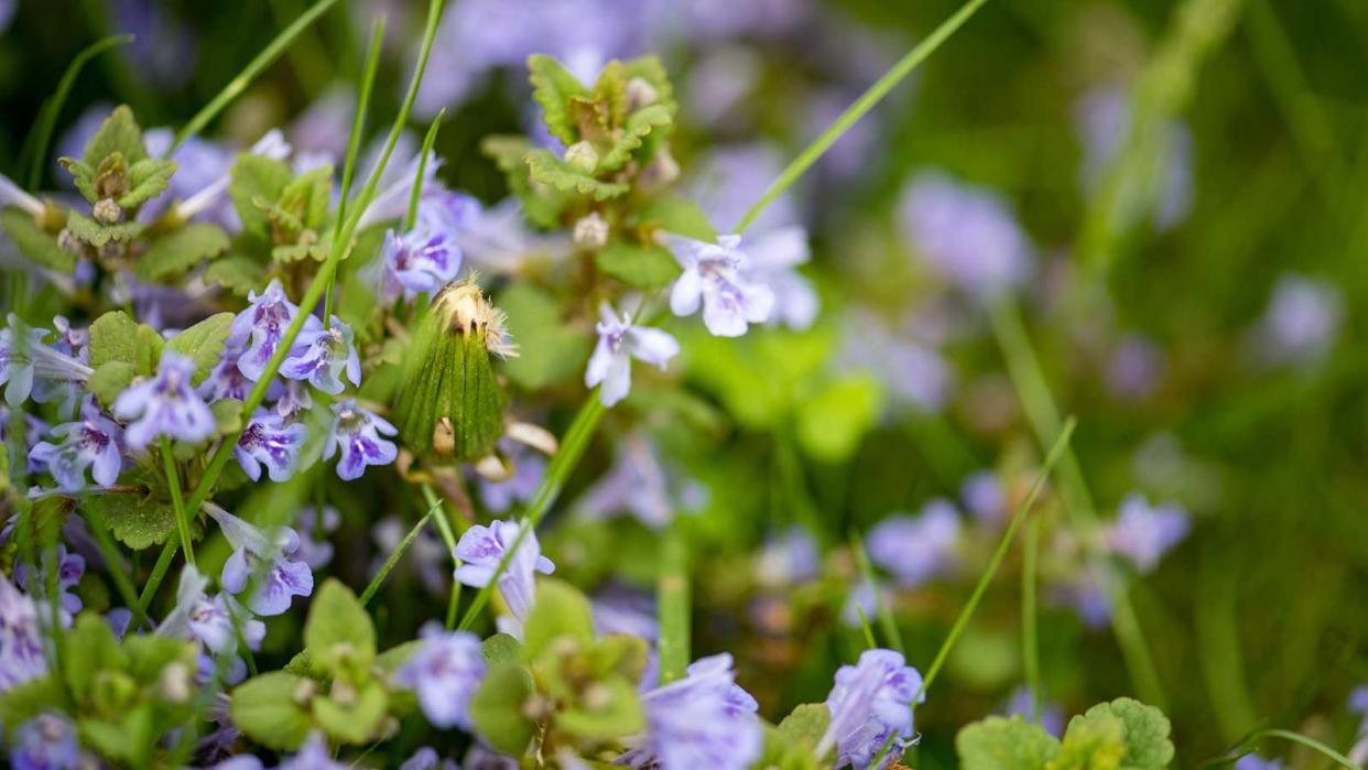  creeping Charlie growing in lawn 