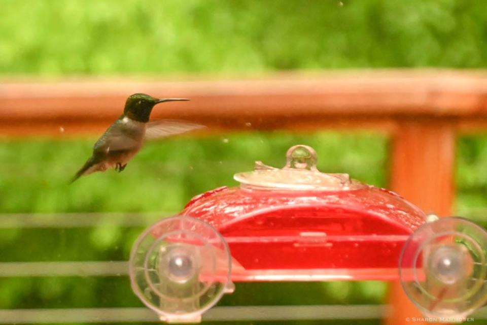 It's about that time of year again when ruby-throated hummingbirds will be making their way to the mountains of Western North Carolina.