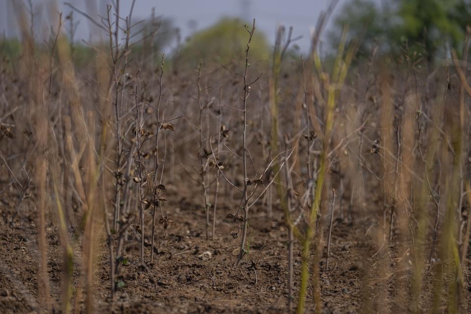 Damaged cotton plants are visible due to drought in Beed district, India, Saturday, May 4, 2024. Experts suggest growing crops that need less water. (AP Photo/Rafiq Maqbool)