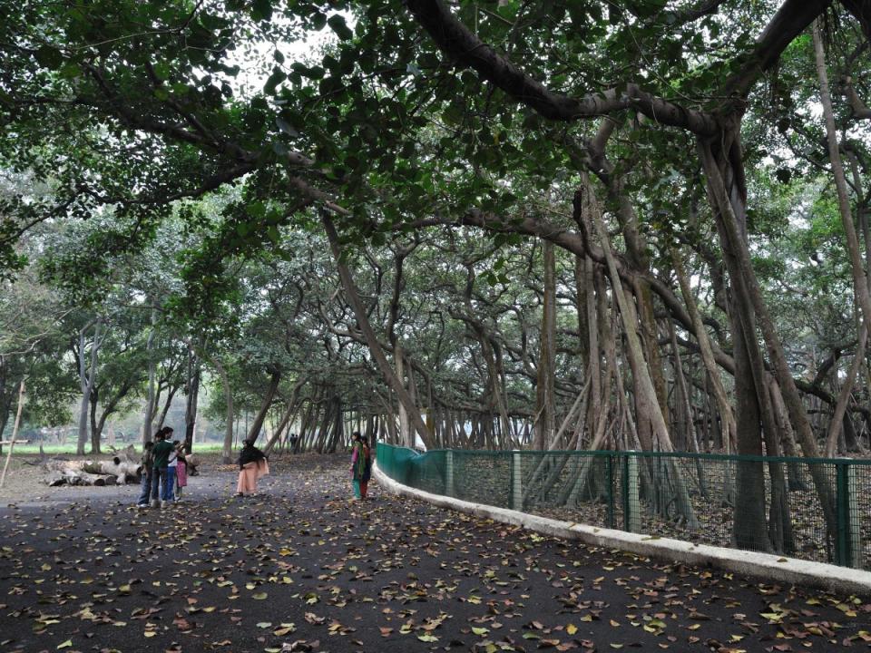 India Kolkata Great Banyan Tree