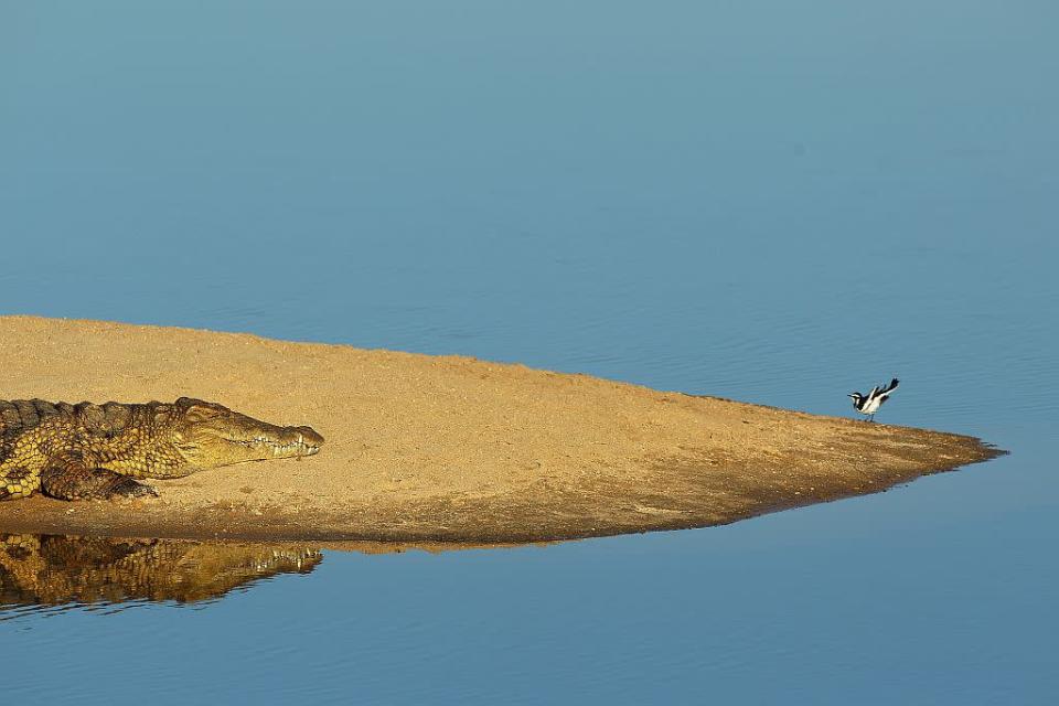 A crocodile watches a bird on a sand island in Edeni Game Reserve, a 21,000 acre wilderness area with an abundance of game and birdlife located near Kruger National Park in South Africa.