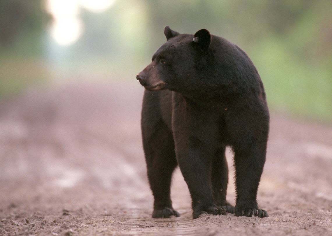 Black bears are found throughout the Carolinas. Limited hunting is allowed at certain times of the year.