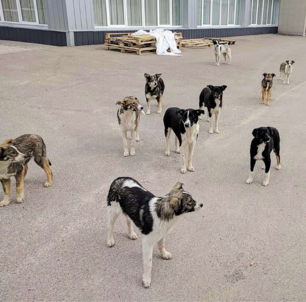 PHOTO: A pack of free-roaming dogs that lives within the industrial areas of the Chernobyl Nuclear Power Plant. (Clean Futures Fund+ via NHGRI)