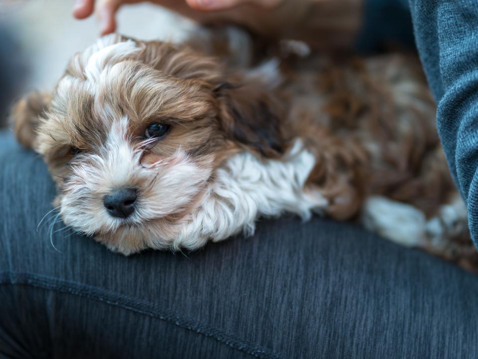 dog havanese sleepy puppy on lap