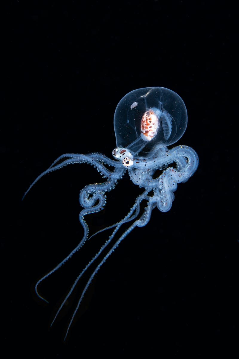 A larval mimic octopus 300 feet below the ocean's surface.