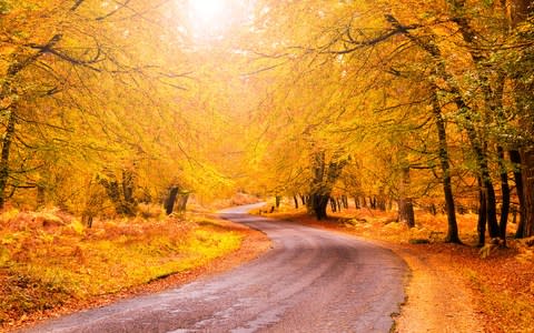 Autumn in the New Forest - Credit: Getty