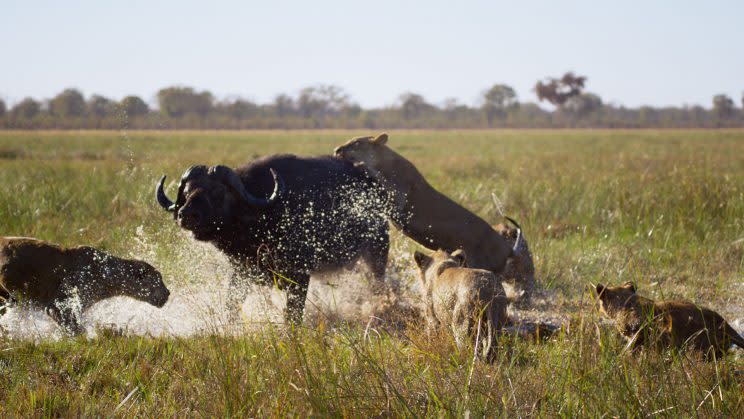 Lions hunt in the flooded swamps of the Okavango Delta in Botswana. (Photo: BBC)