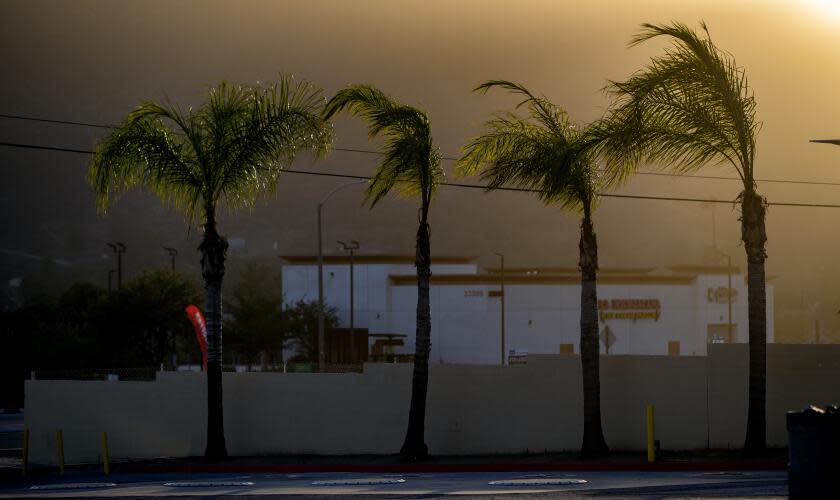 SAN JACINTO, CA - NOVEMBER 24, 2022: Palm trees bend in the wind as powerful winds forced Southern California Edison to shut off the power to the area on Thanksgiving day November 24, 2022 in San Jacinto, California. The power is out in the area of Highway 74 and Vista Place. The San Ana winds will continue through Friday.(Gina Ferazzi / Los Angeles Times)