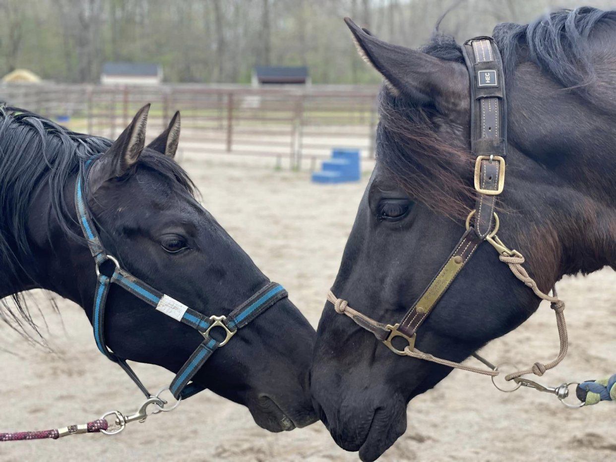 Horses Haven provides adoption, surrender, and sponsorship programs as a part of their rescue services.