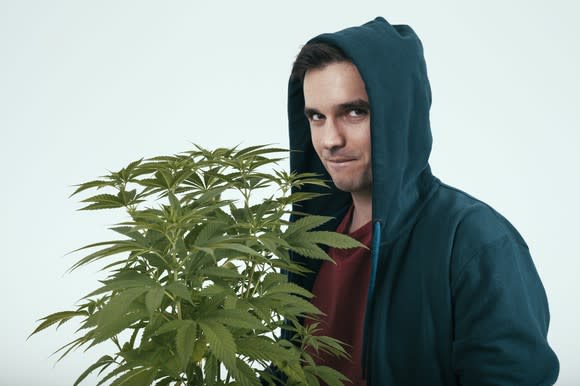 A suspicious-looking man in a blue hoodie holding a potted cannabis plant.