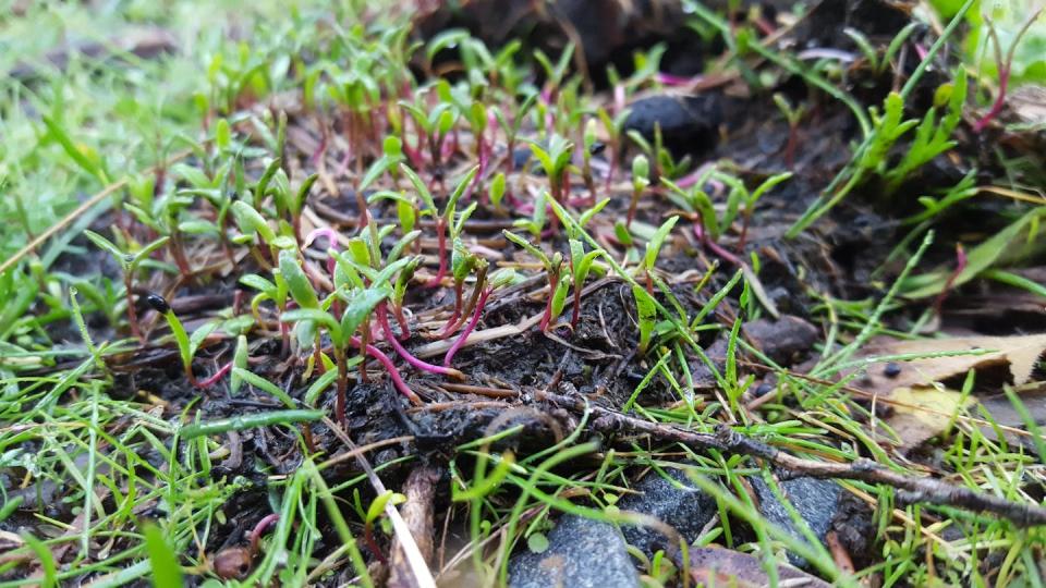 Many plant species benefit from being dispersed by emus that swallow their seeds whole and deposit them some distance away in a nutritious pile of ‘poo compost’. Author provided