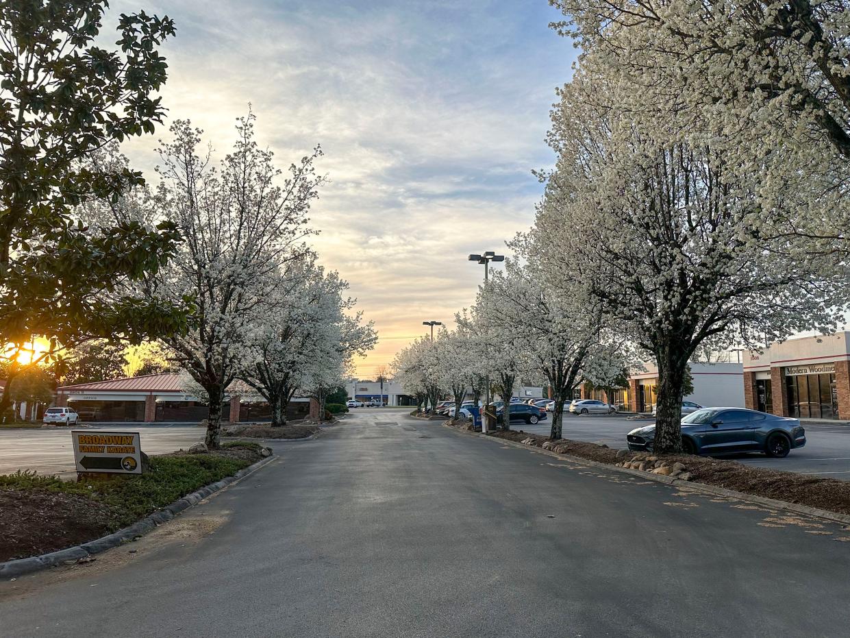Bradford pear trees line the entrance to the parking lot of a small shopping center off Tazewell Pike in Knoxville, Tenn. on March 12, 2024.