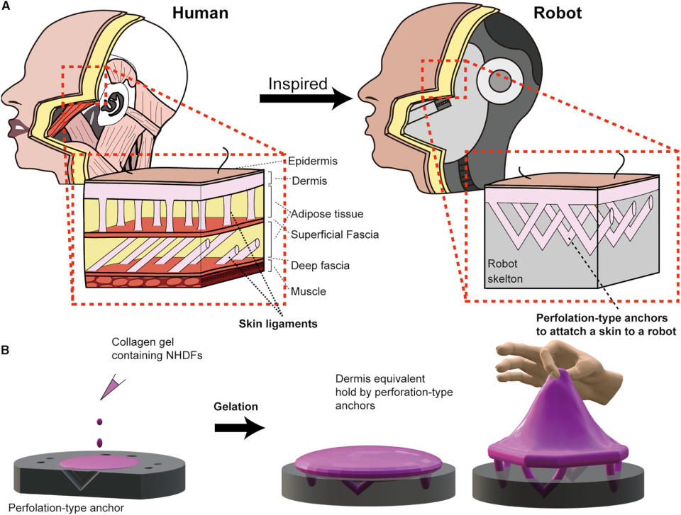 Diagram showing the layers of the skin. 