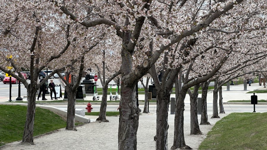 Cherry blossoms at Utah State Capitol, April 2024