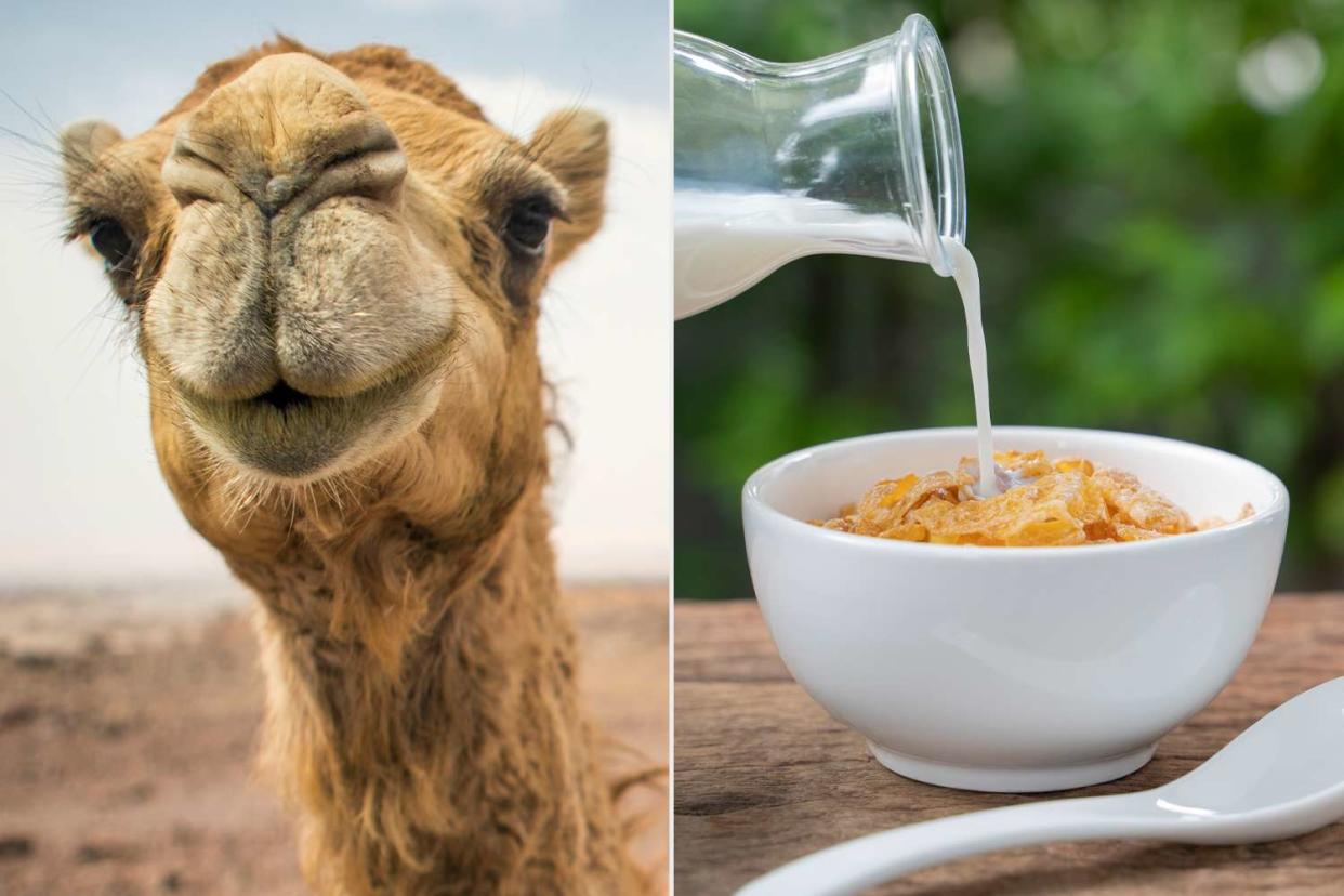 Eric Hanson/Getty; warodom changyencham/Getty (Left) Stock image of a camel; (Right) milk poured over cereal.