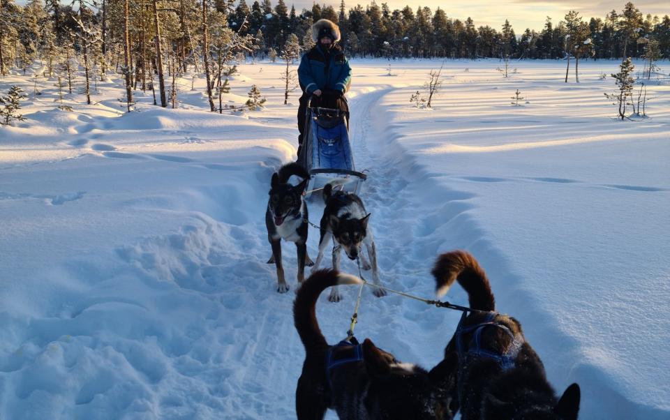 Sophia Dancygier spent a week adventuring across Sweden and Norway, pulled by a team of racing dogs