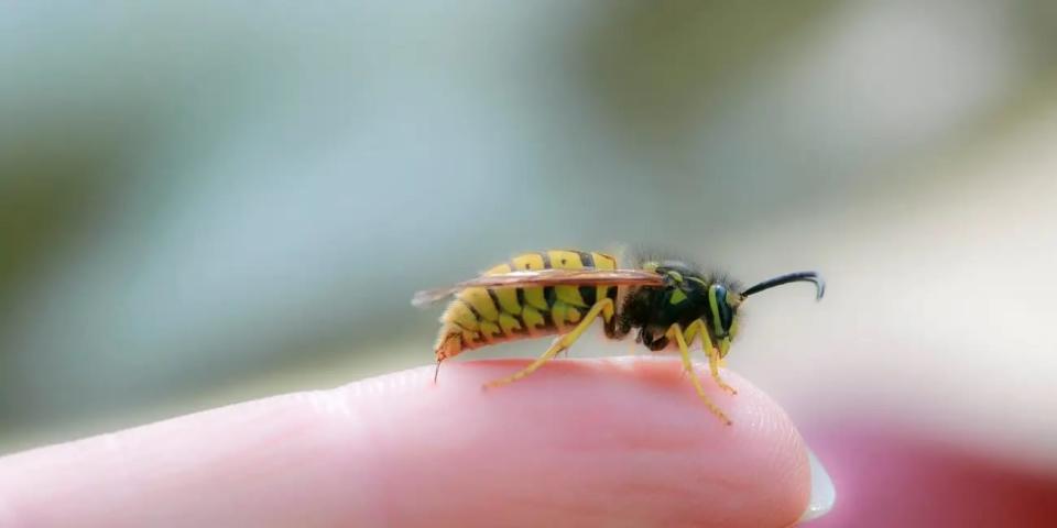 Wespenstiche können zwar schmerzhaft sein, sind in der Regel aber ungefährlich. - Copyright: Nataba/Getty Images