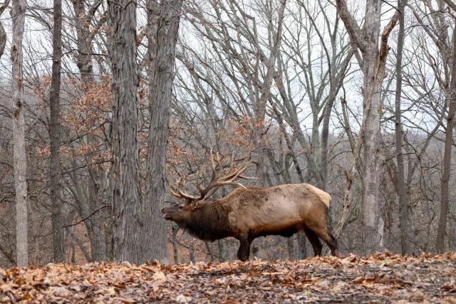 Hunting Conservation: Eastern Elk Hunting