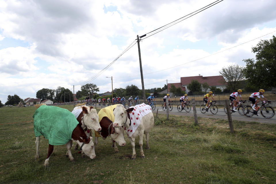 The pack rides past cows wearing jerseys during the seventh stage of the Tour de France cycling race over 230 kilometers (142,9 miles) with start in Belfort and finish in Chalon sur Saone, France, Friday, July 12, 2019. (AP Photo/Thibault Camus)