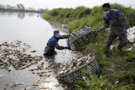In this April 6, 2020, photo, workers prepare to replant aquatic tubers known as lotus roots in the Huangpi district of Wuhan in central China's Hubei province. Chinese leaders are eager to revive the economy, but the bleak situation in Huangpi in Wuhan's outskirts highlights the damage to farmers struggling to stay afloat after the country shut down for two months. (AP Photo/Ng Han Guan)