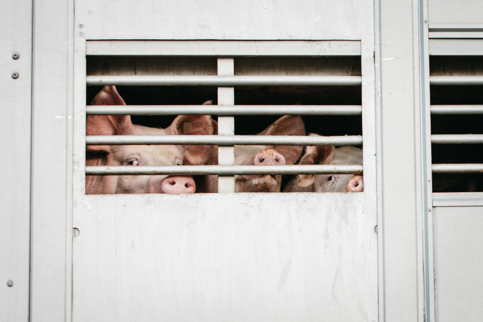 Pigs peer out of a transport truck on the way to slaughter. Germany 2023
