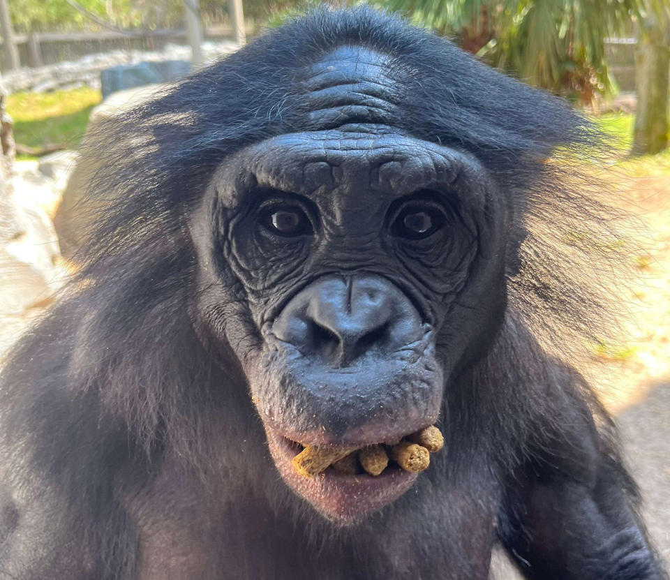 Jenga was born in June 2011 at the Jacksonville Zoo and Gardens. It was the first bonobo birth our keepers were able to witness, as it took place during the day rather than overnight. Jenga was a clumsy fellow who enjoyed playing with others and getting into mischief, but always brought a smile to people's faces. (Jacksonville Zoo and Gardens)