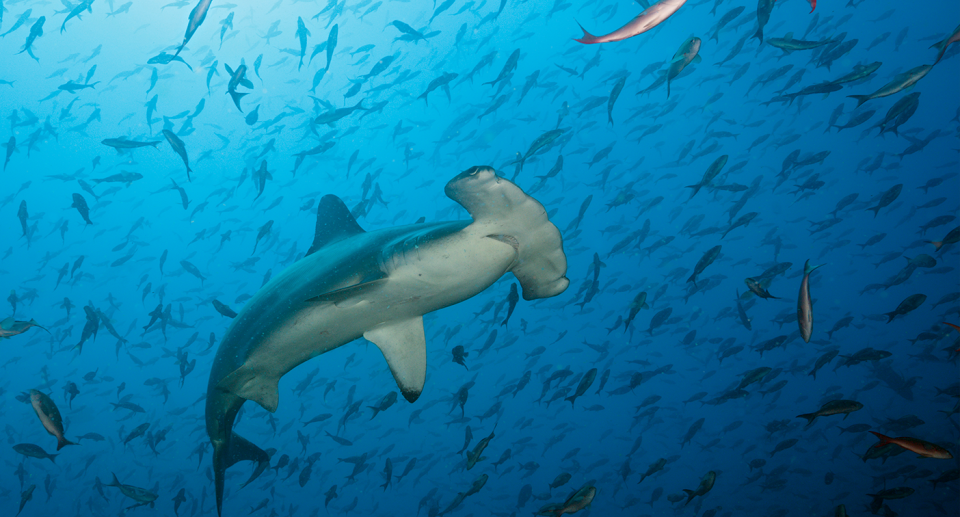 A hammerhead shark swims among other marine animals beneath Darwin's Arch.