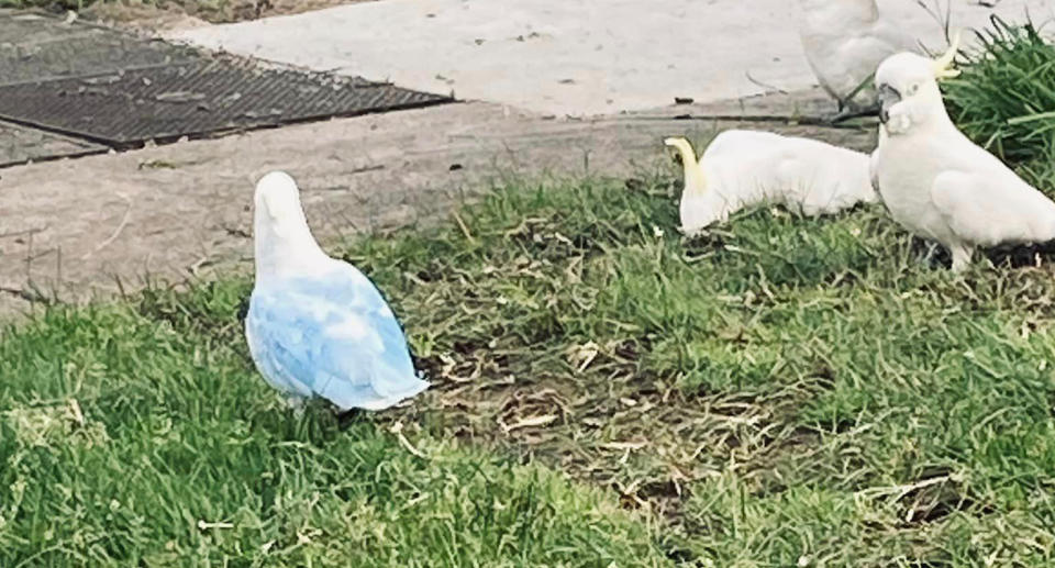 Blue cockatoo Mittagong NSW