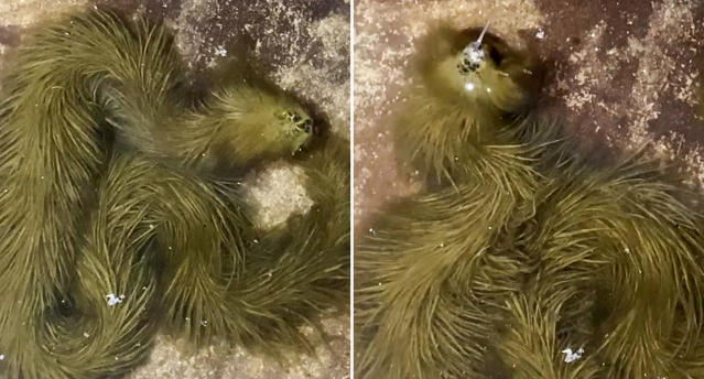 This snake which appears to be covered in fur was found in a Thai swamp.