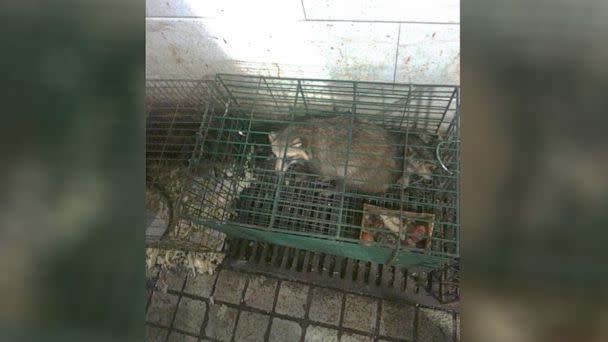 PHOTO: In photos shared exclusively with ABC News, caged raccoon dogs are seen being sold at the Wuhan wet market alongside poultry, rodents and snakes -- wildlife found in the same area of the market where positive Covid-19 samples were found in 2020. (Edward Holmes)