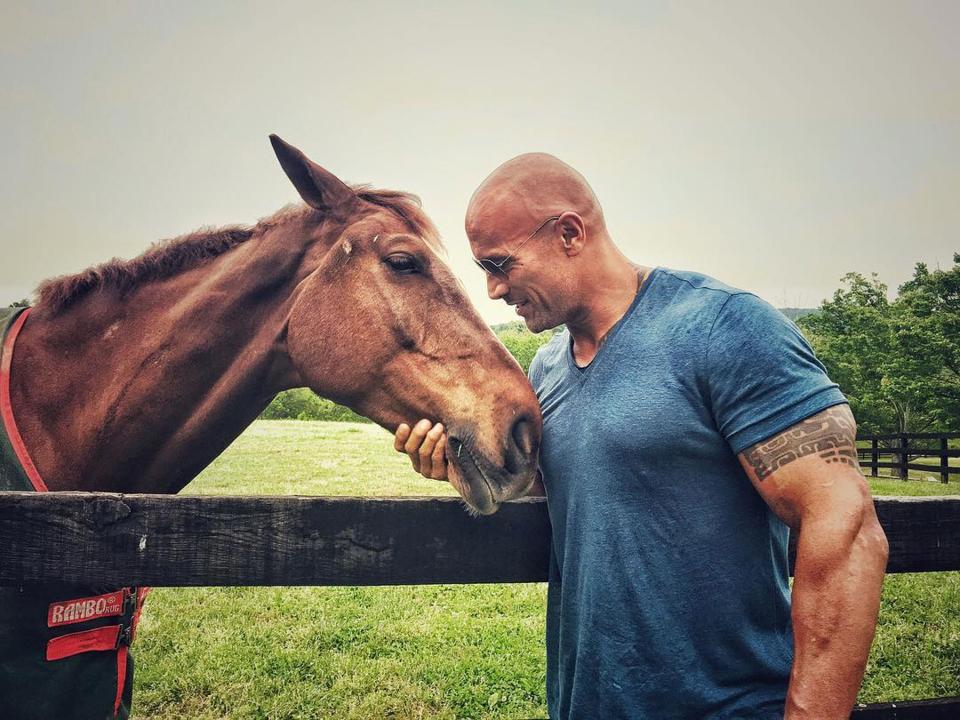 dwayne the rock johnson horse