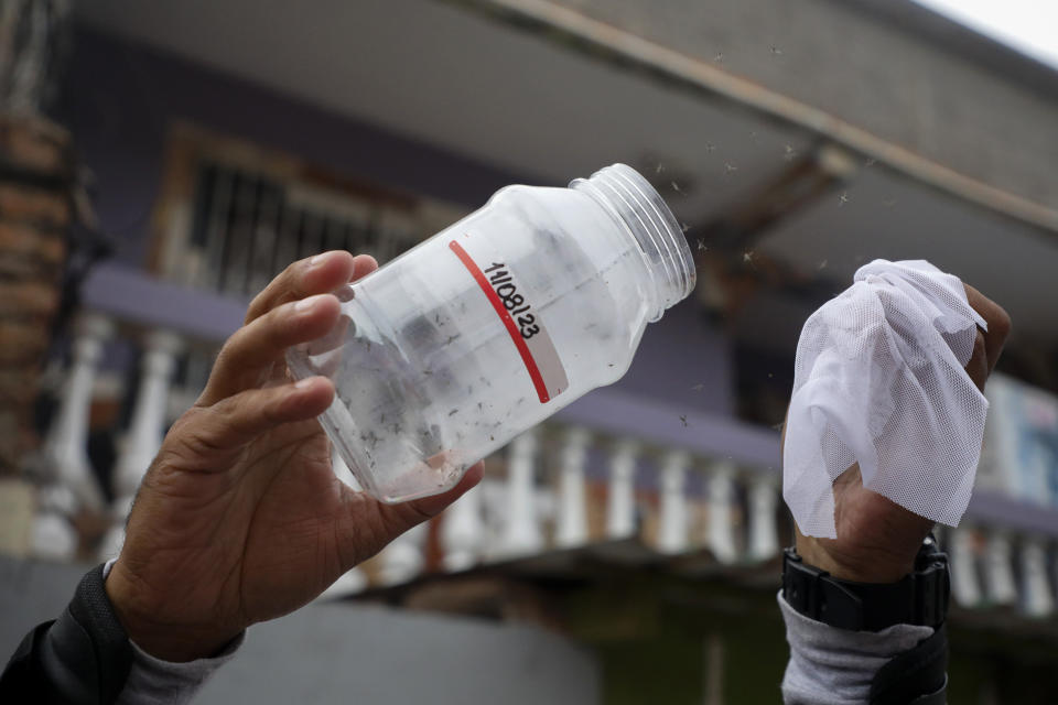 A Doctors Without Borders' worker releases laboratory-bred mosquitoes infected with bacteria that interrupt the transmission of dengue, in Tegucigalpa, Honduras, Thursday, Aug. 24, 2023. In Honduras, where 10,000 people are known to be sickened by dengue each year, Doctors Without Borders is partnering with the World Mosquito Program to release close to 9 million Wolbachia-infected mosquitoes in Tegucigalpa over the next six months. (AP Photo/Elmer Martinez)