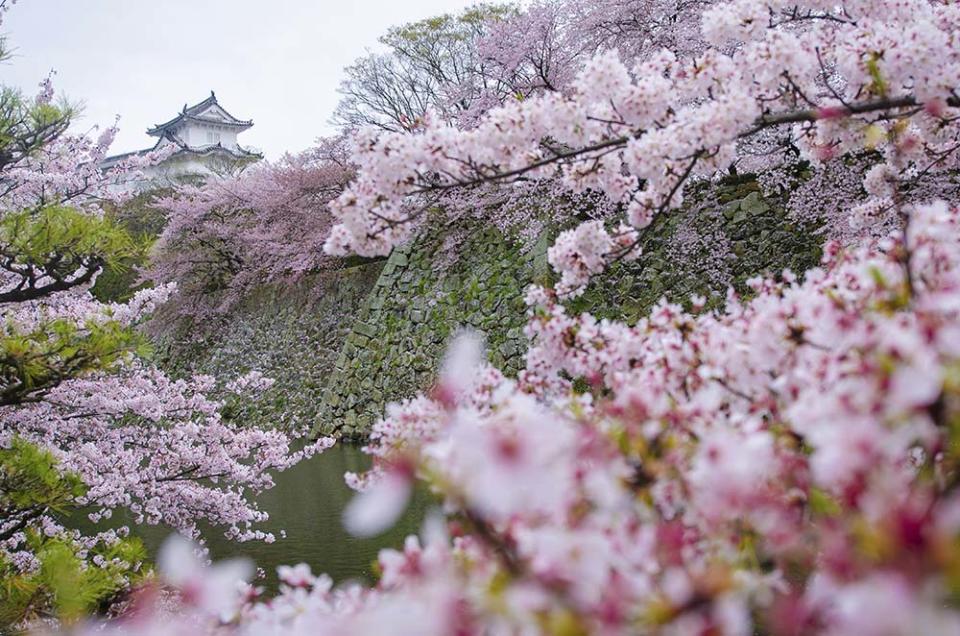 姬路城（Image Source : Getty Creative）