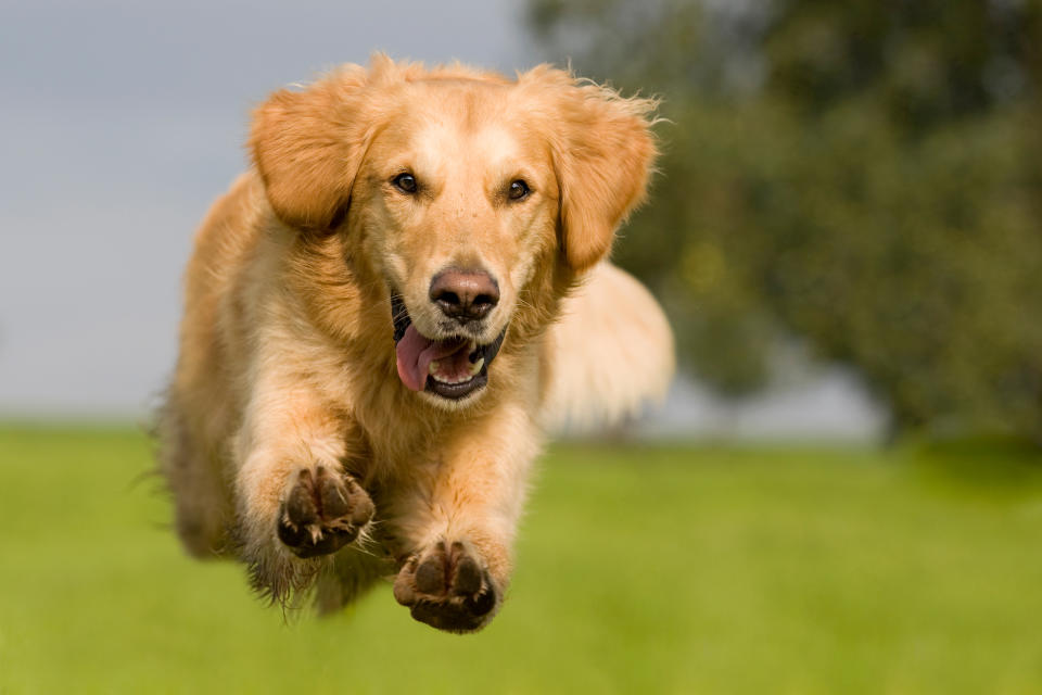 Golden Retriever jumping over a green meadow with blue sky