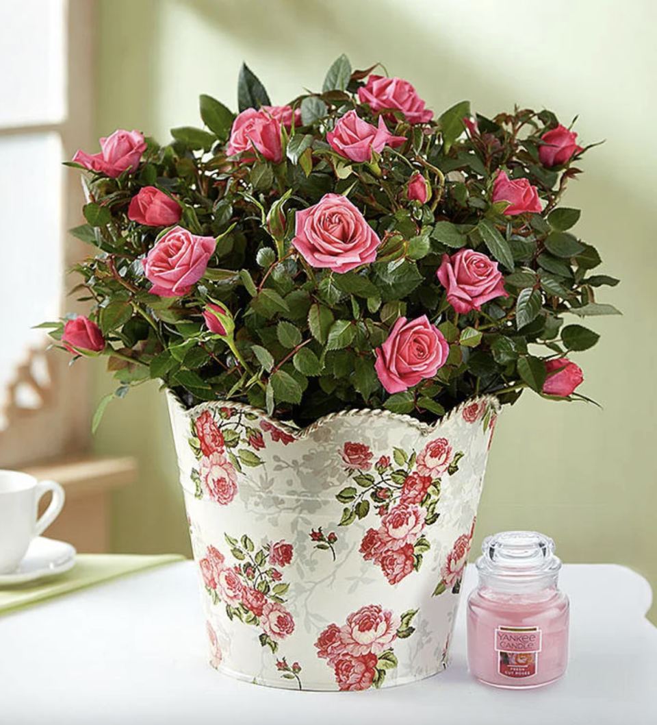 Classic Budding Roses in white and pink vase (Photo via 1-800-Flowers)