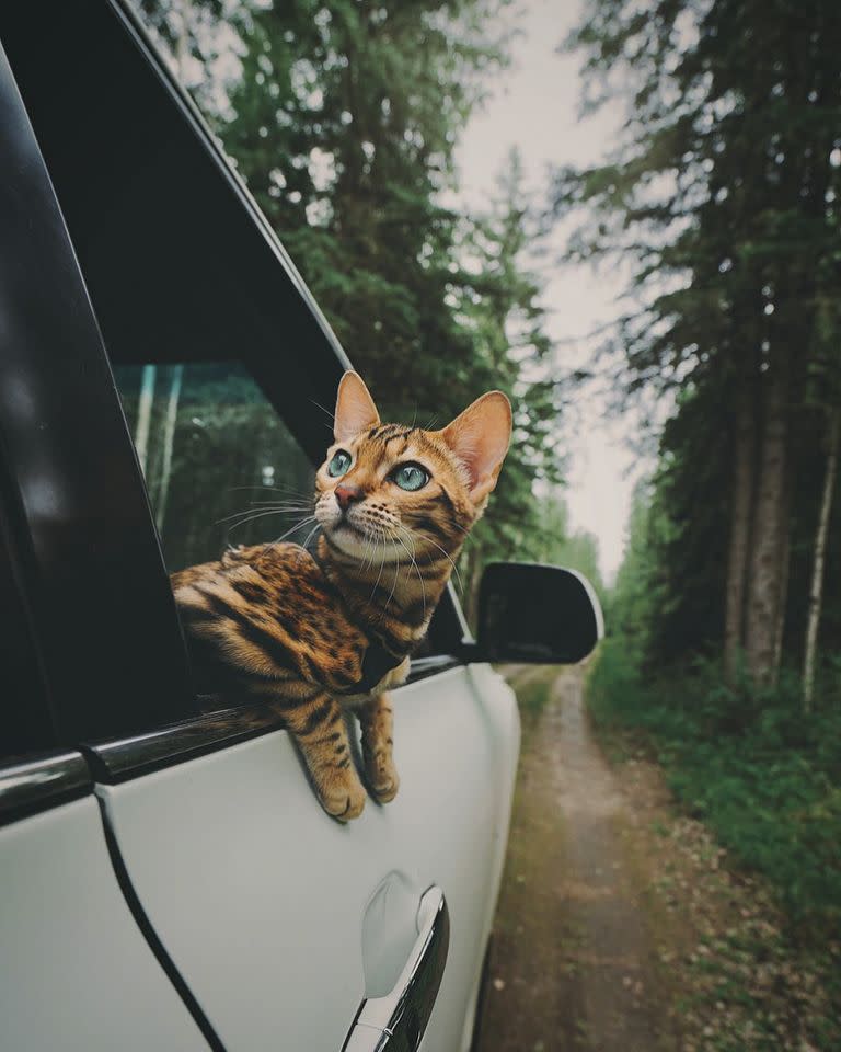 Conoce a ‘Suki’, el gato aventurero que conquistó las redes con sus viajes