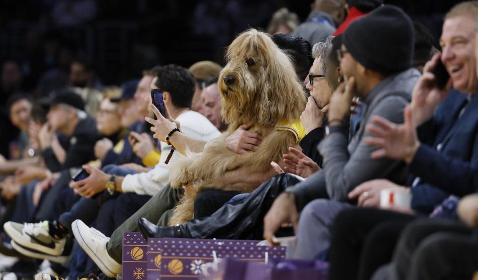 Brodie the Goldendoodle has a courtside seat among spectators at a Lakers vs. Knicks game.