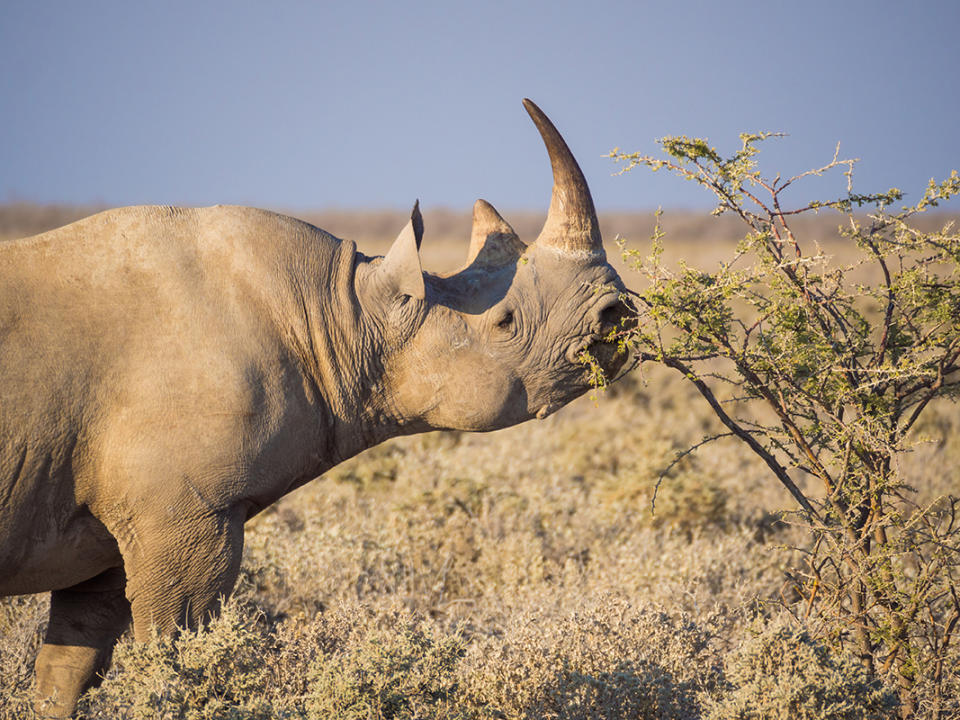 A black rhino (<i>Diceros bicornis</i>) in Etosha National Park, Namibia. <cite>Fabian Plock/Shutterstock</cite>