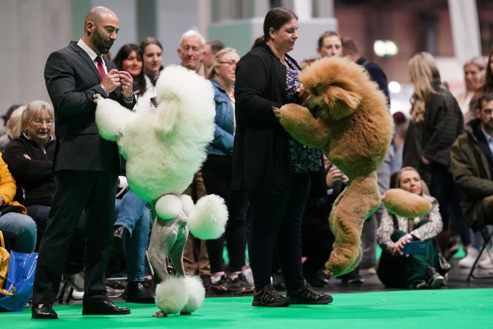 Standard Poodles in the showring during the first day of the Crufts Dog Show at the National Exhibition Centre (NEC) in Birmingham. Picture date: Thursday March 7, 2024.