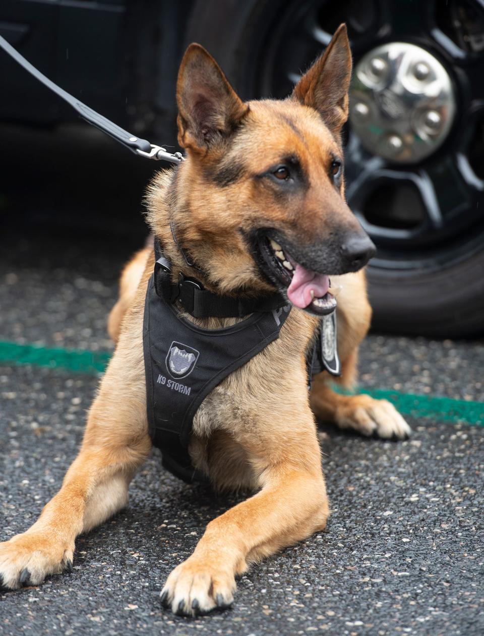 Framingham Police K9 Murph, at Cushing Memorial Park, Aug. 7, 2023.