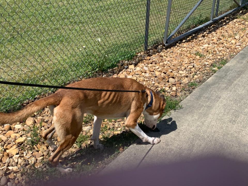 Liam, a shelter dog at the Humane Society Pet Rescue Adoption Center.