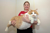 Un <a href="http://www.telegraph.co.uk/news/newsvideo/weirdnewsvideo/9313877/Real-life-Garfield-lays-claim-to-title-of-worlds-fattest-cat.html" rel="nofollow noopener" target="_blank" data-ylk="slk:gato de 40 libras;elm:context_link;itc:0;sec:content-canvas" class="link ">gato de 40 libras</a>, de nombre Garfield (mejor, imposible) ingresó a una estricta dieta tras la muerte de su dueño. La Liga Animal de Long Island espera que el felino baje dos libras al mes. Laurentiu Garofeanu/Barcroft Media/Landov